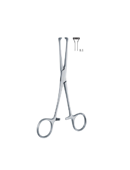 Allis 150Mm - 6&Quot; Forcep