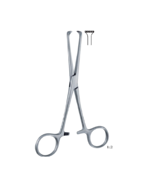 Boys-Allis 155mm - 6" Forcep